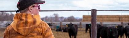 A student looking at cows